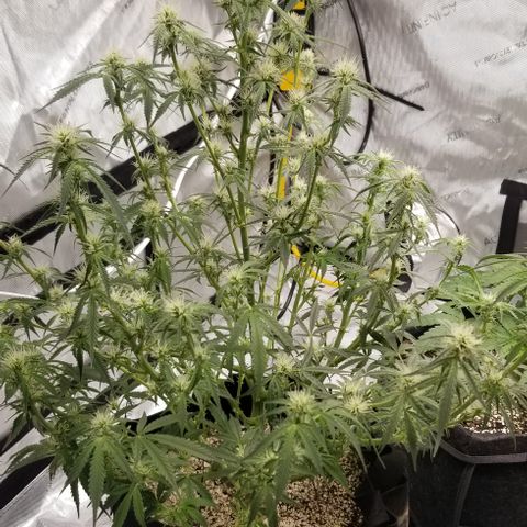 Bruce Banner growlog timeline photo