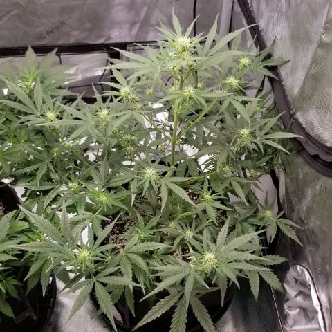 Bruce Banner Autoflower  growlog timeline photo