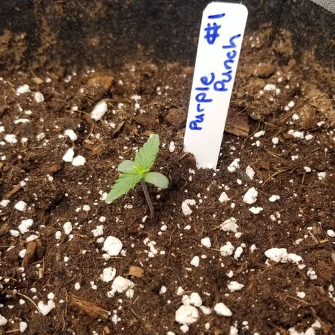 Purple Punch Auto #1  growlog timeline photo