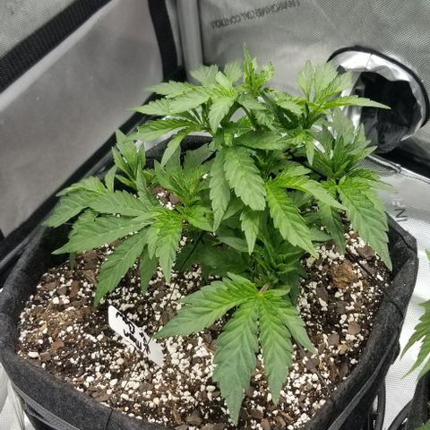 Moonbow growlog timeline photo