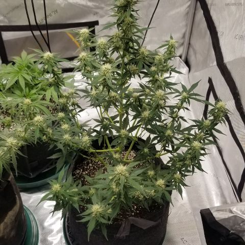 Toof Decay x Forum Stomper  growlog timeline photo