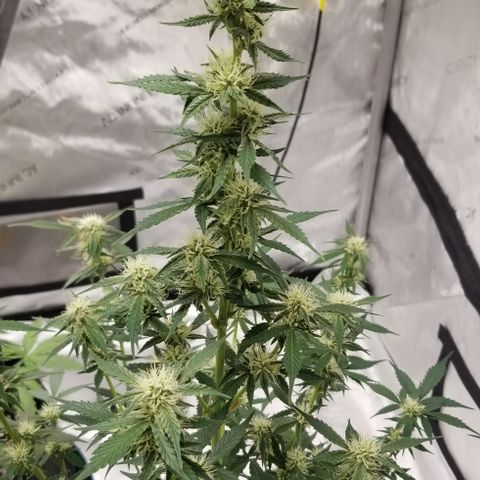 Toof Decay x Forum Stomper  growlog timeline photo