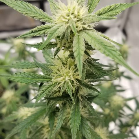 Toof Decay x Forum Stomper  growlog timeline photo