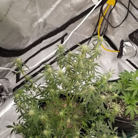 Bruce Banner growlog timeline photo