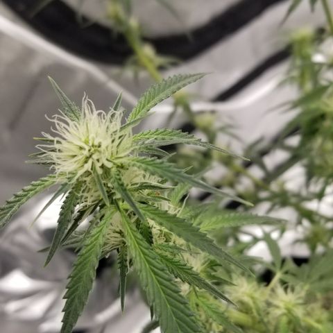 Bruce Banner growlog timeline photo