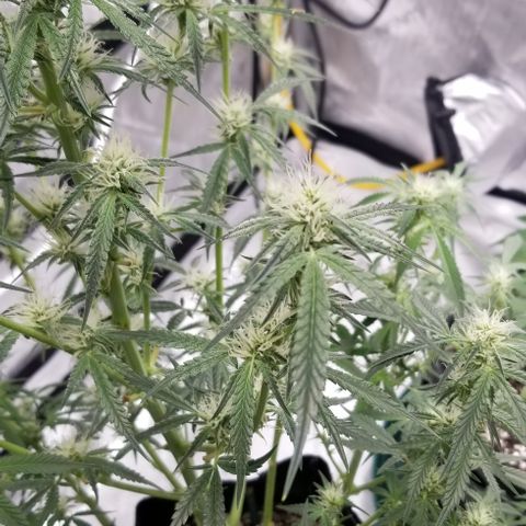 Bruce Banner growlog timeline photo