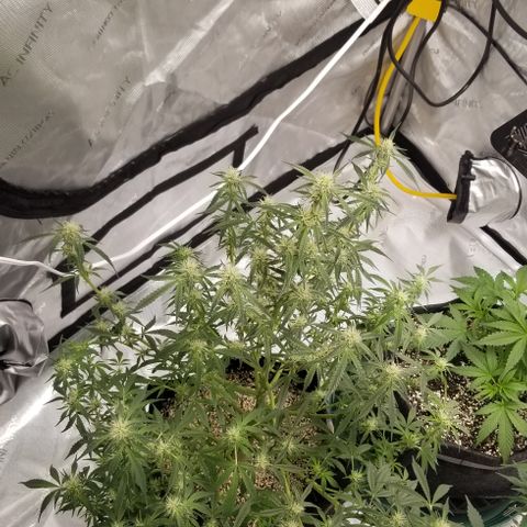 Bruce Banner growlog timeline photo