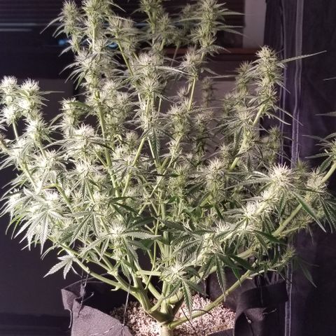 Bruce Banner growlog timeline photo