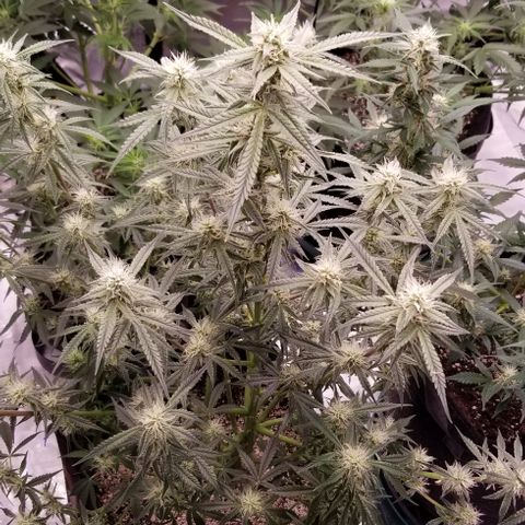 Bruce Banner growlog timeline photo