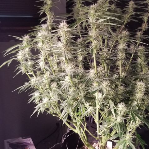Bruce Banner growlog timeline photo