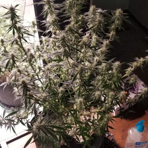 Bruce Banner growlog timeline photo