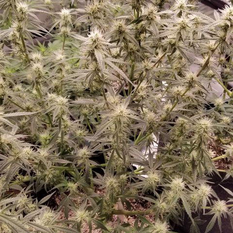 Bruce Banner growlog timeline photo