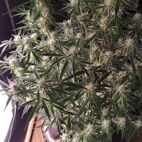Bruce Banner growlog timeline photo