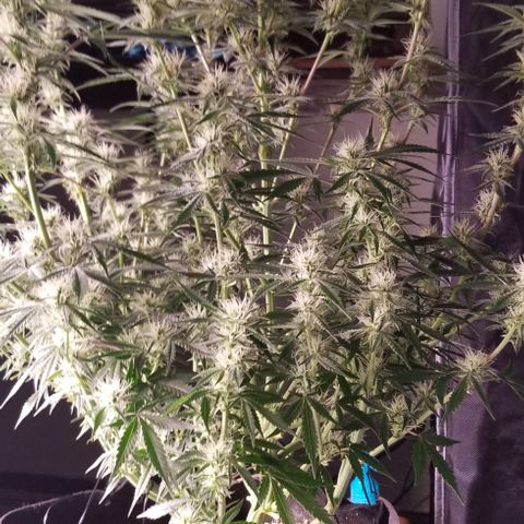 Bruce Banner growlog timeline photo