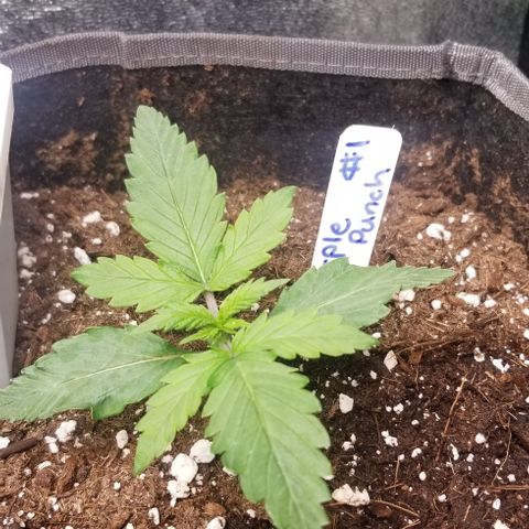 Purple Punch Auto #1  growlog timeline photo