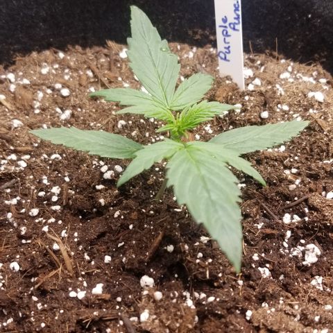 Purple Punch Auto #2 growlog timeline photo