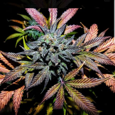 Pinot Noir #2 growlog photo