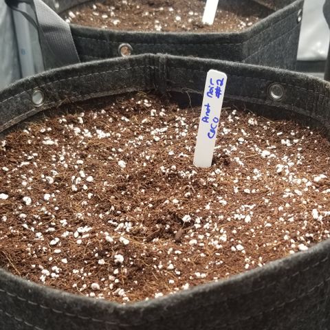 Pinot Noir #2 growlog photo