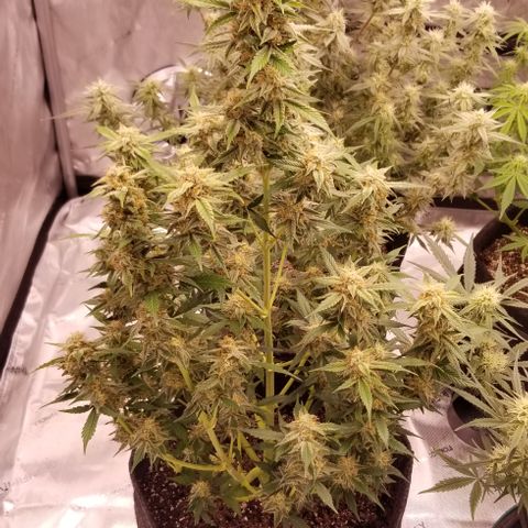 Toof Decay x Forum Stomper  growlog photo: Last 2 weeks of this beautiful lady