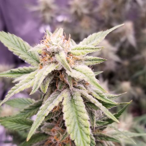 Toof Decay x Forum Stomper  growlog photo: Last 2 weeks of this beautiful lady