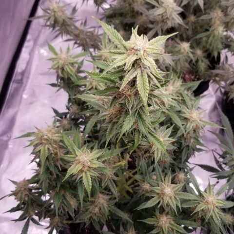 Toof Decay x Forum Stomper  growlog photo: Last 2 weeks of this beautiful lady
