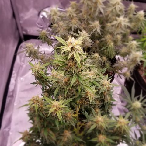Toof Decay x Forum Stomper  growlog photo: Last 2 weeks of this beautiful lady