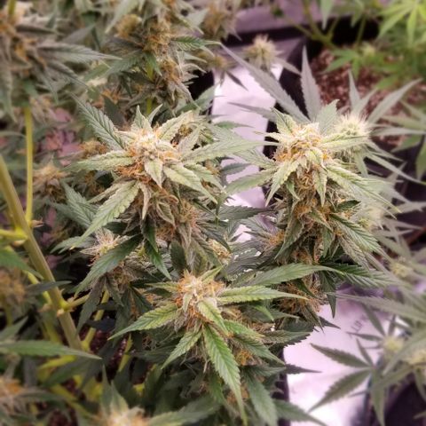 Toof Decay x Forum Stomper  growlog photo: Last 2 weeks of this beautiful lady