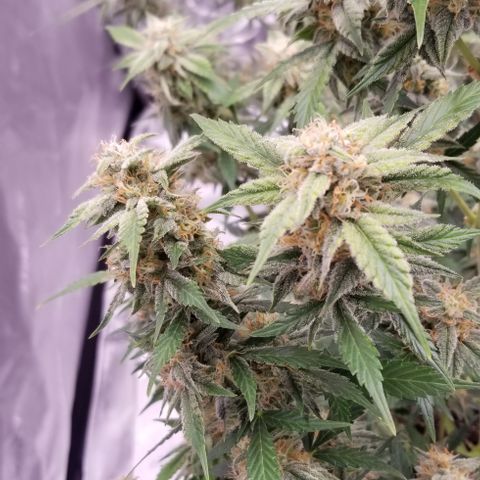 Toof Decay x Forum Stomper  growlog photo: Last 2 weeks of this beautiful lady