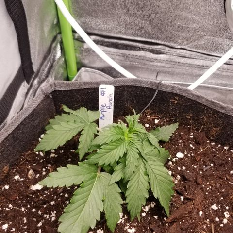 Purple Punch Auto #1  growlog timeline photo