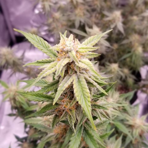 Toof Decay x Forum Stomper  growlog photo: Last 2 weeks of this beautiful lady