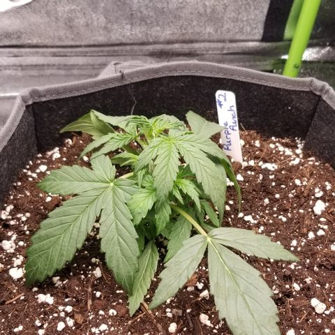 Purple Punch Auto #2 growlog timeline photo
