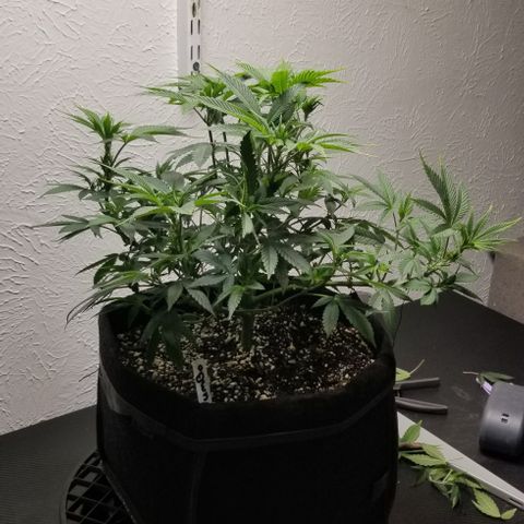 Gumbo growlog photo: Little LST 