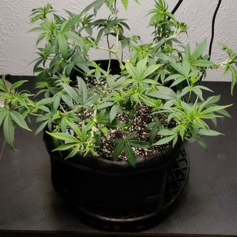 Gumbo growlog timeline photo