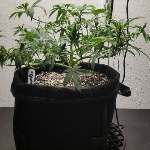 Gumbo growlog timeline photo