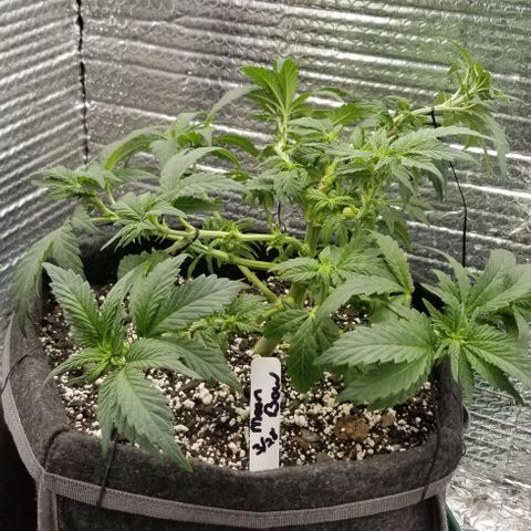 Moonbow growlog timeline photo