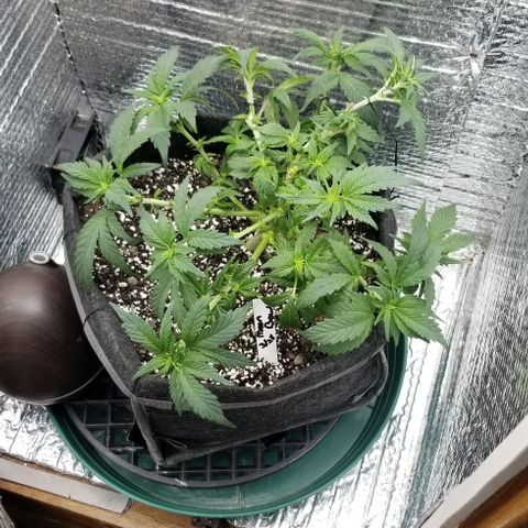 Moonbow growlog timeline photo