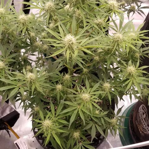 Top Gun growlog timeline photo
