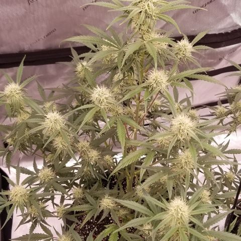 Bruce Banner Autoflower  growlog timeline photo