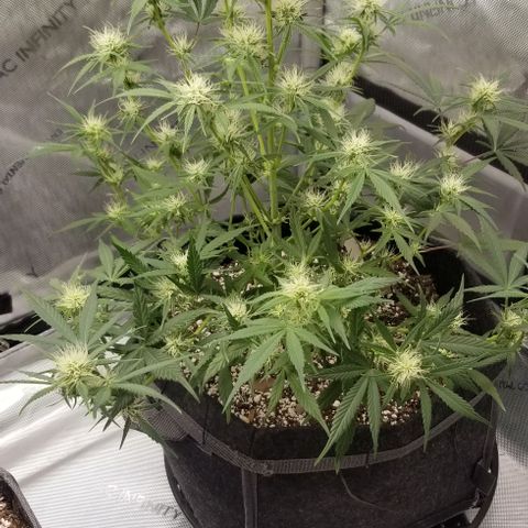 Gods Gift #3 growlog timeline photo