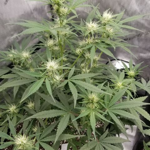 Gods Gift #3 growlog timeline photo