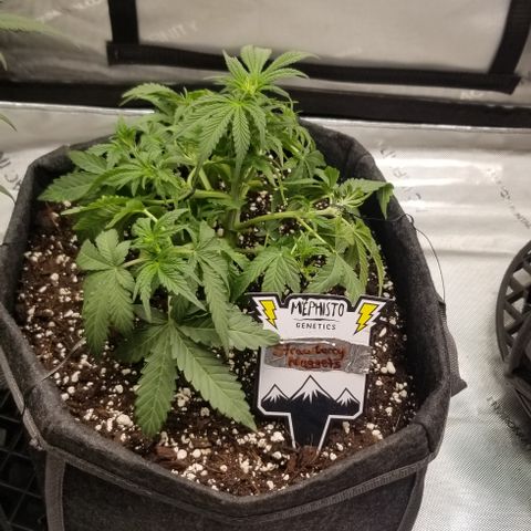 Strawberry Nuggets growlog timeline photo