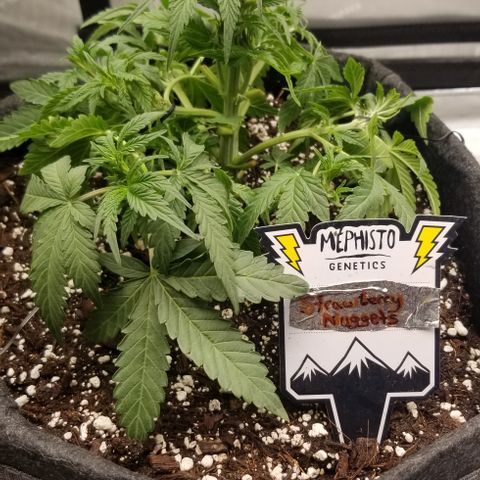 Strawberry Nuggets growlog timeline photo