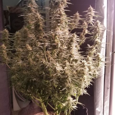 Bruce Banner growlog timeline photo
