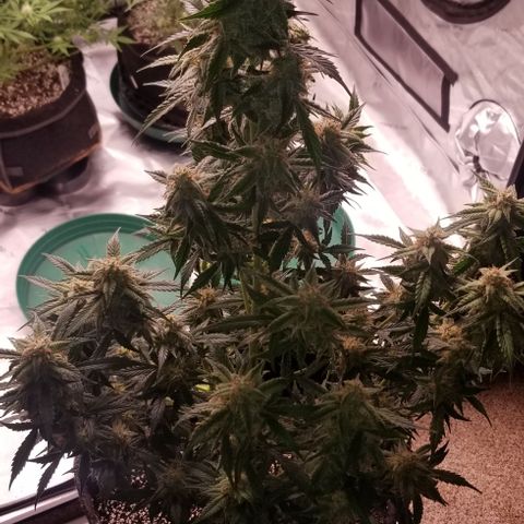 Toof Decay x Forum Stomper  growlog timeline photo