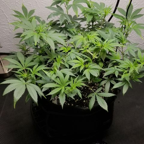 Gumbo growlog timeline photo