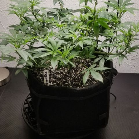 Gumbo growlog timeline photo