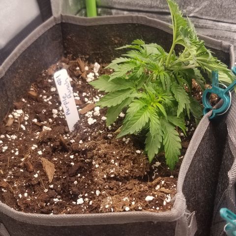 Purple Punch Auto #1  growlog photo: Some lst
