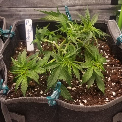 Purple Punch Auto #2 growlog photo: Some LST