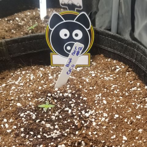 Pinot Noir #2 growlog photo
