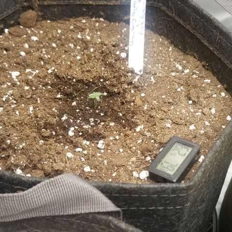 Strawberry nuggets x Pink Panama #1 growlog timeline photo